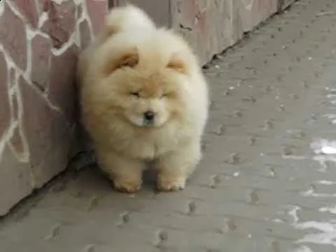 regalo maschio libero di qualità e femmina cuccioli di chow chow di reinserimento.