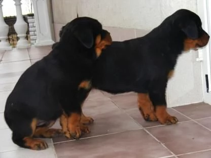 regalo cuccioli di rottweiler cuccioli