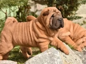 delizioso 3 cuccioli shar pei da utilizzare