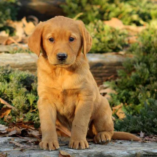 labrador retriever carino e affascinante per l'adozione