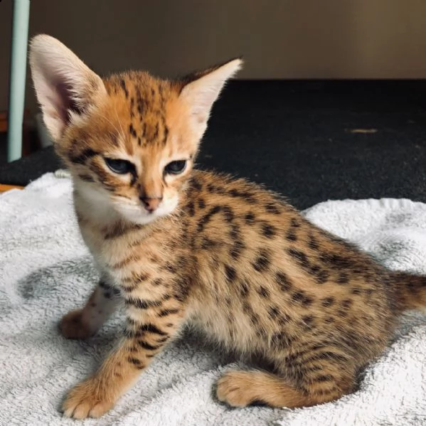 disponibili savanna e serval gattini nero e tigrato | Foto 1