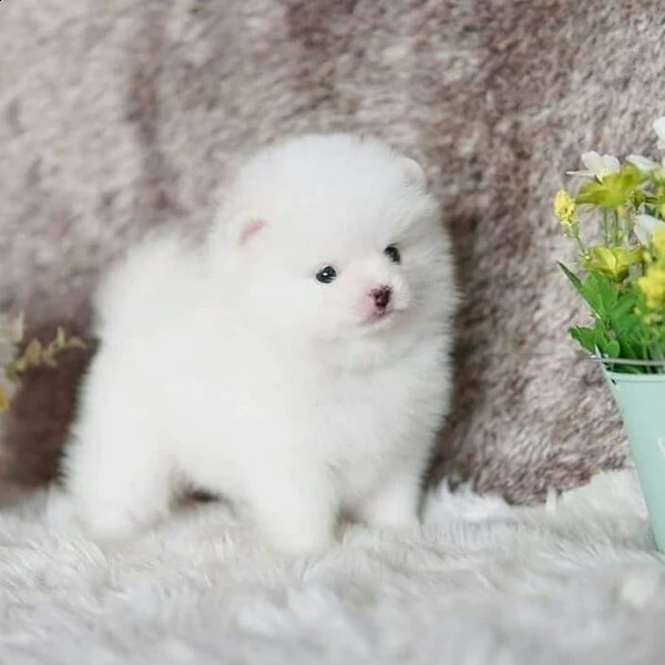 cucciolo di volpino pomerania nano toy