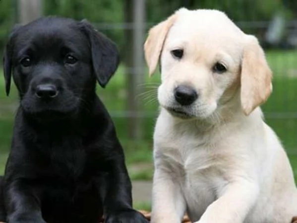 vendita cucciolo cuccioli di labrador | Foto 0