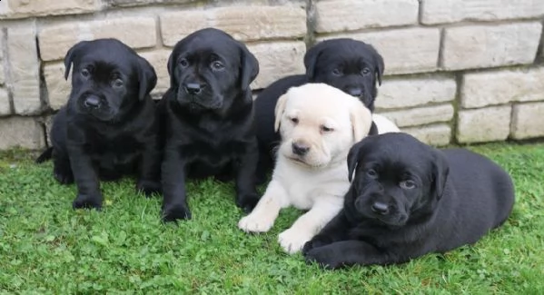 vendita cucciolo cuccioli di labrador