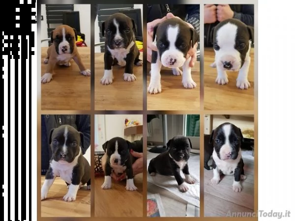 disponibili cuccioli di amstaff.