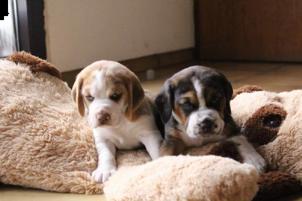 dolci cuccioli di beagle