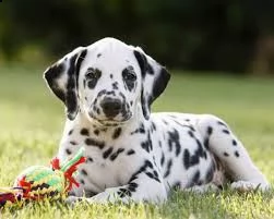 affascinante cuccioli dalmata da concesso