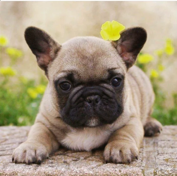 adorabili cuccioli di bulldog francese addestrati a casa