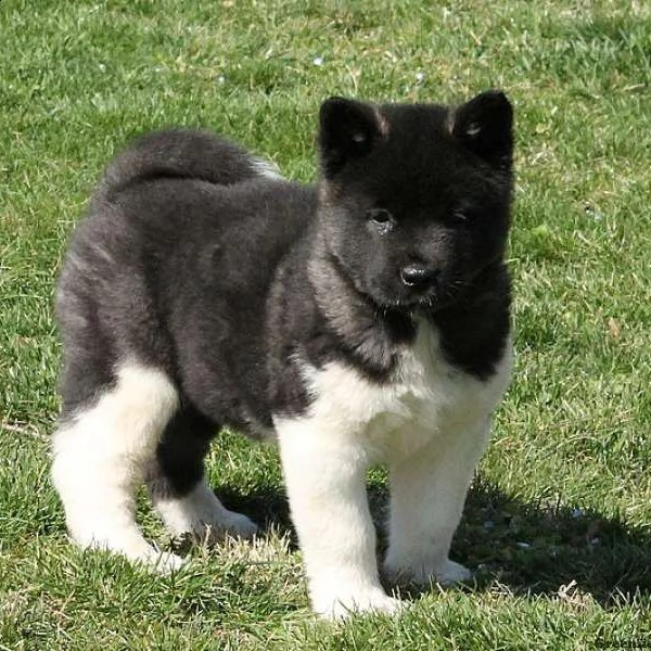 03 adorabile cuccioli akita inu da utilizzare