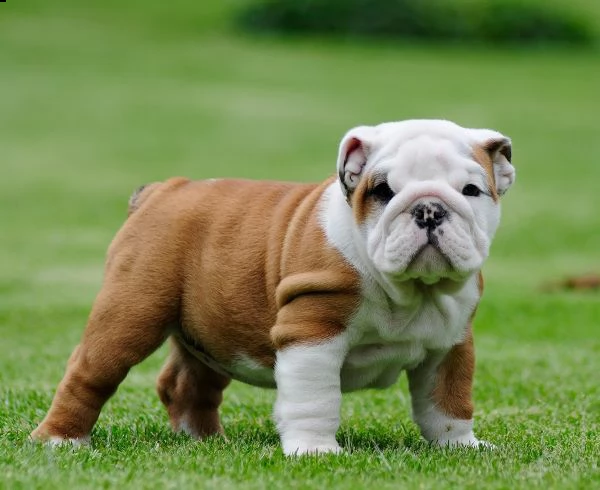 002 bellissimo cuccioli bulldog inglese da usare | Foto 0