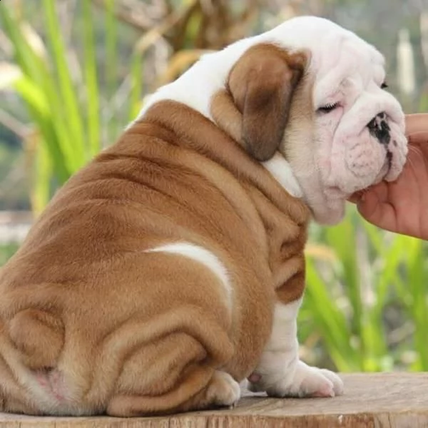 002 bellissimo cuccioli bulldog inglese da usare