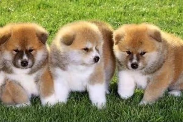 cucciolo di akita inu buonissimo eccellentissimo e intrigantissimo di 2 mesi