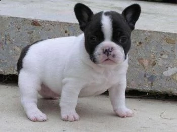 regalo bulldog francese cuccioli disponibile....