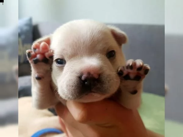 cuccioli bulldog francese