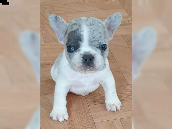 cuccioli bulldog francese | Foto 1