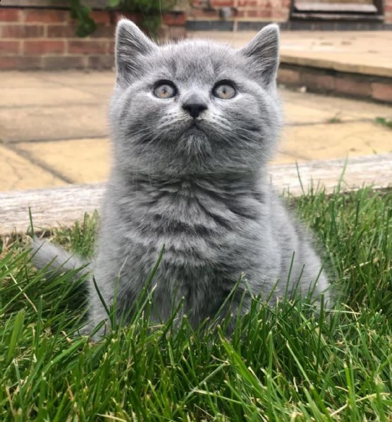 belli gattini british shorthair 