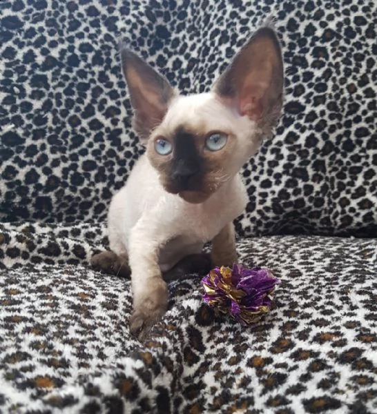 devon rex maschio 2 e femmina 1 | Foto 0