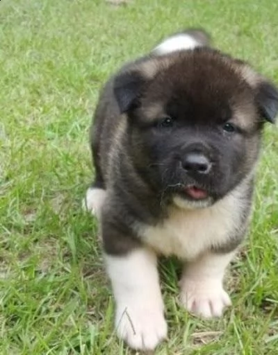 03 bellissimi cuccioli di akita inu giovani maschi e fem> | Foto 0