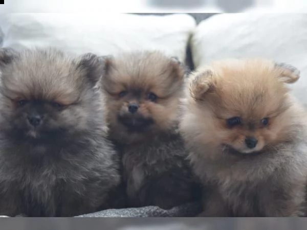 cuccioli di pomerania femminile