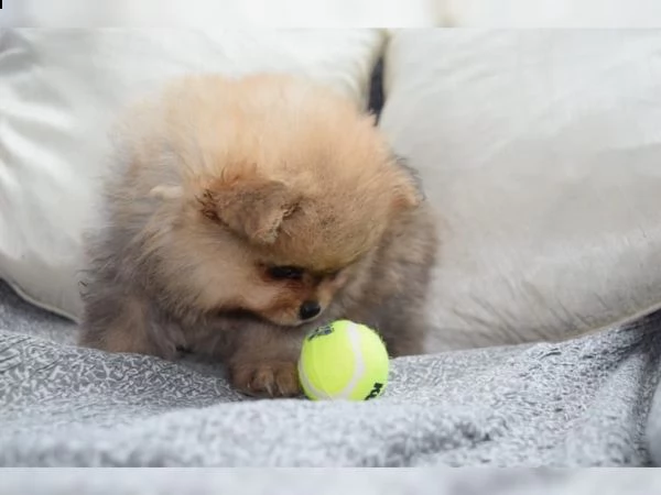 cuccioli di pomerania femminile | Foto 2