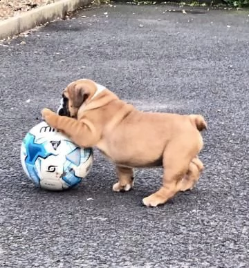 splendida cucciolata di bulldog inglese..