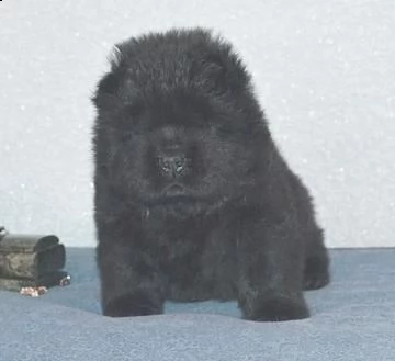 cuccioli di chow chow di 95 giorni