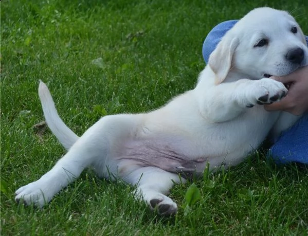 bellissimi cuccioli labrador sia maschi che femmin | Foto 0