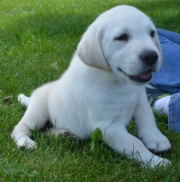 bellissimi cuccioli labrador sia maschi che femmin