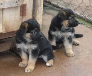 regalo cuccioli pastore maschio e femmina