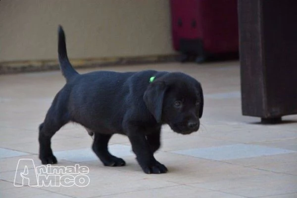 cuccioli di labrador. abbiamo un maschio e due femmine