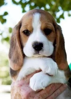  cuccioli beagle