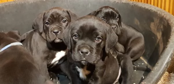 meravigliosi cuccioli di cane corso