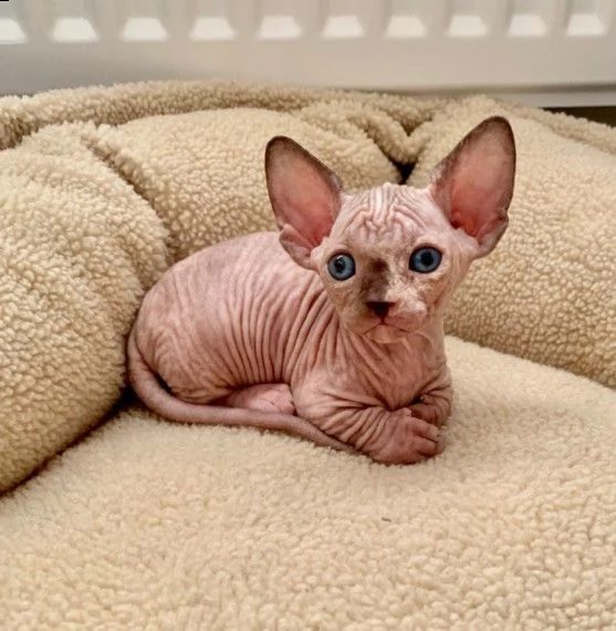 canadian sphynx | Foto 0