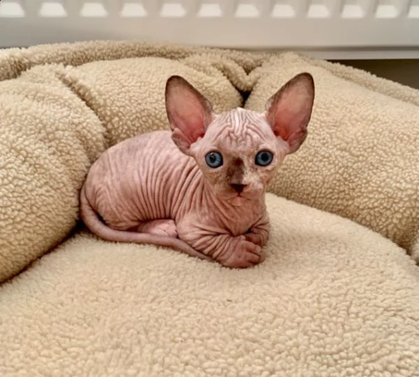 canadian sphynx