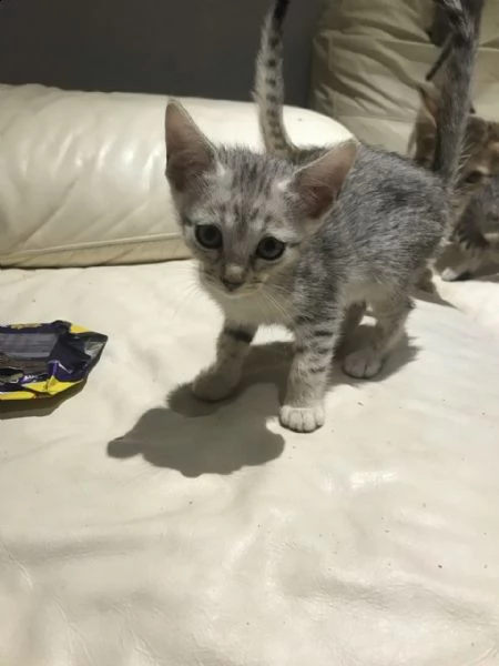 egyptian mau gatti di 2 mesi | Foto 0