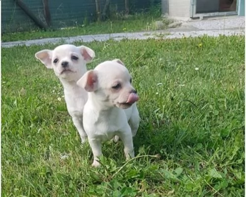 cuccioli di chihuahua con pedigree