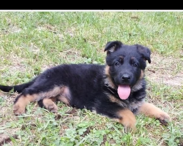 vendita cucciolo bellissimi cuccioli di pastore tedesco nero focato 