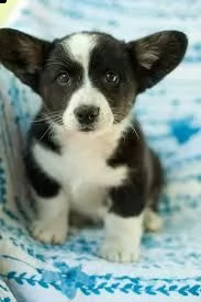 welsh corg cuccioli con pedigree . 