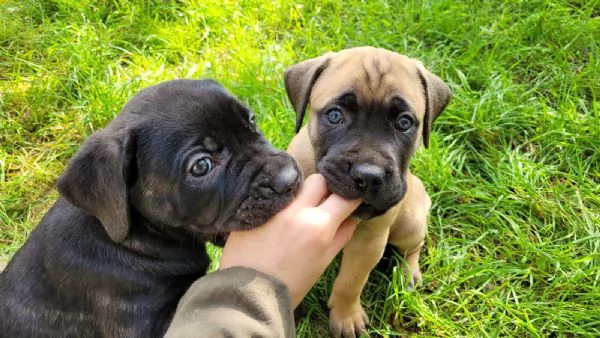 Cuccioli di corso | Foto 1