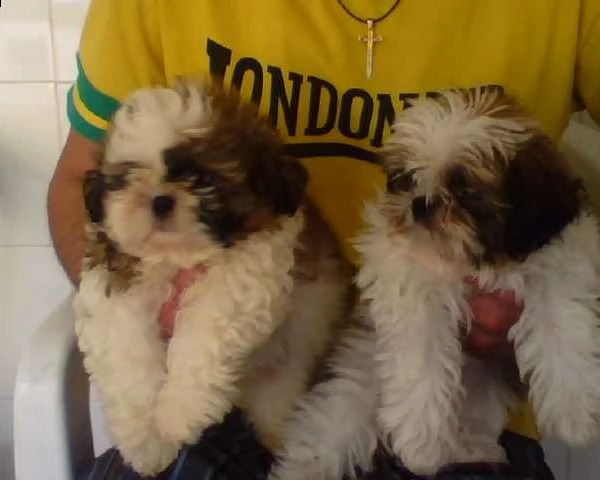 vendita cucciolo di shih tzu maschio e femmina | Foto 0