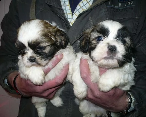 vendita cucciolo di shih tzu maschio e femmina