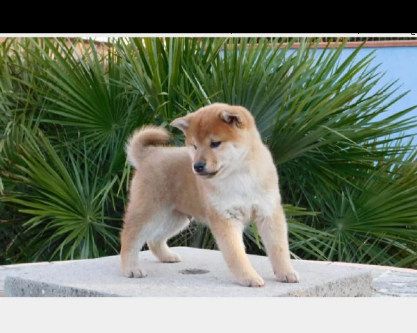 accoppiamento shiba inu per accoppiamento  | Foto 0