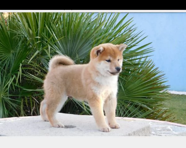 accoppiamento shiba inu per accoppiamento 