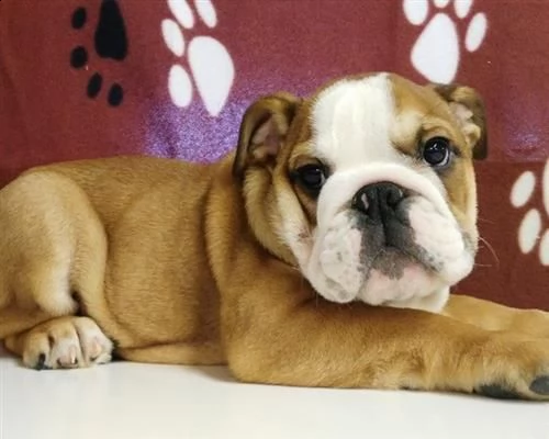 vendita cucciolo giocoso bulldog inglese | Foto 0