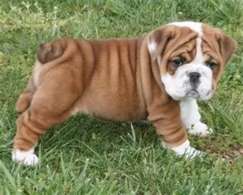 vendita cucciolo giocoso bulldog inglese