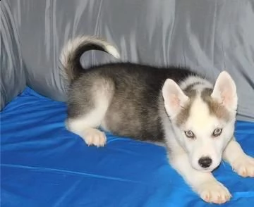 cucciolo husky con pedigree e occhi eterocromi