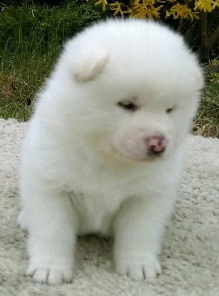 cuccioli di akita americano