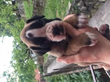 cuccioli boxer rosso e bianco per adozione