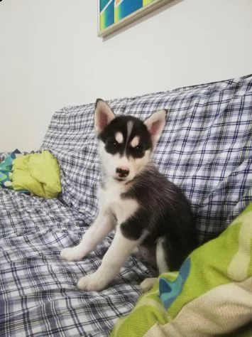 cucciole di siberian husky