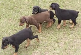 cucciolo di pinscher tenerissimi intrigantissimi e buonissimi di 70 giorni sia maschi che femmina ot